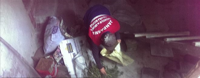 Jandarma kenevir tarlası ele geçirildi