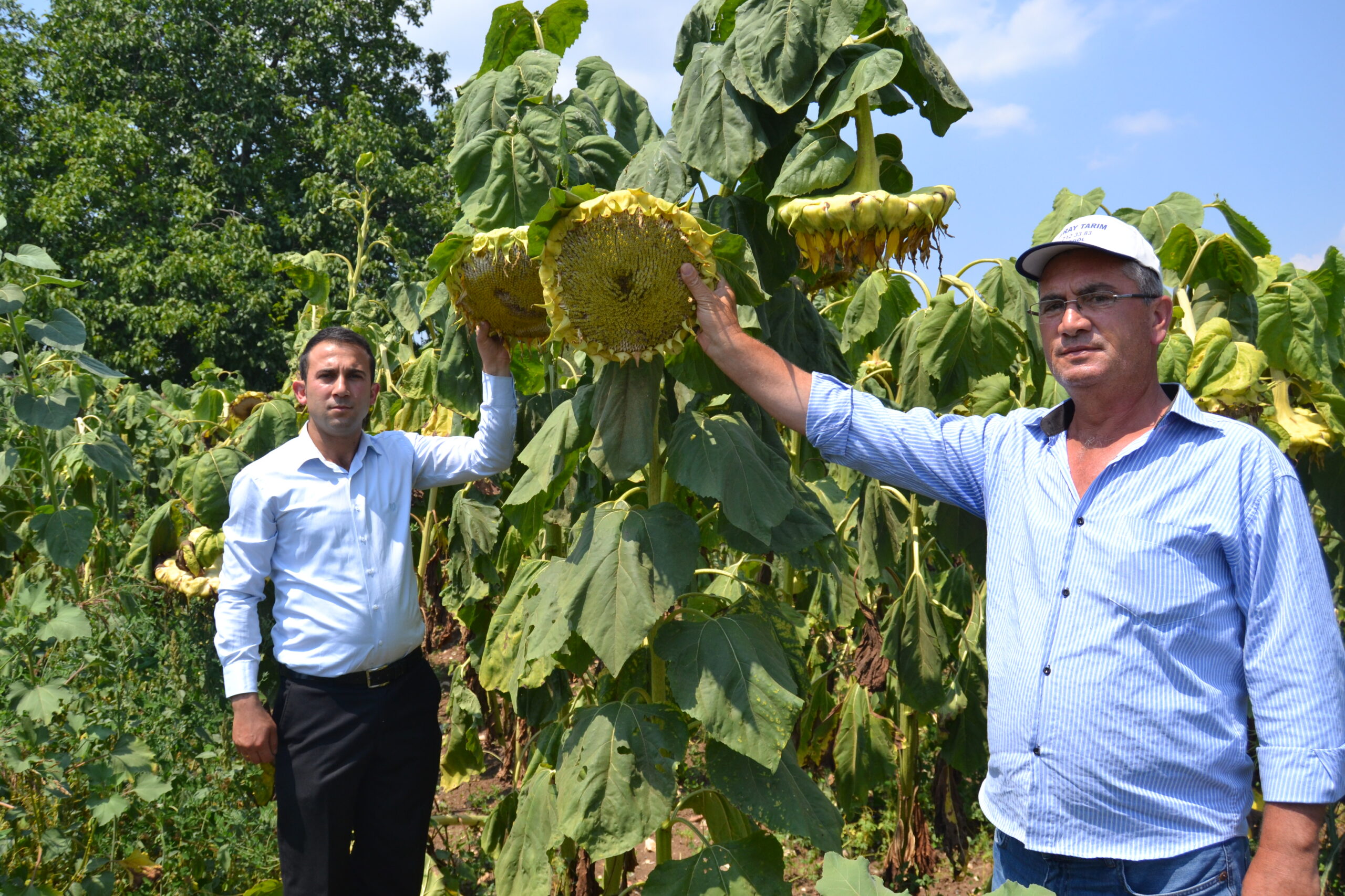 Tek umut ayçekirdeği