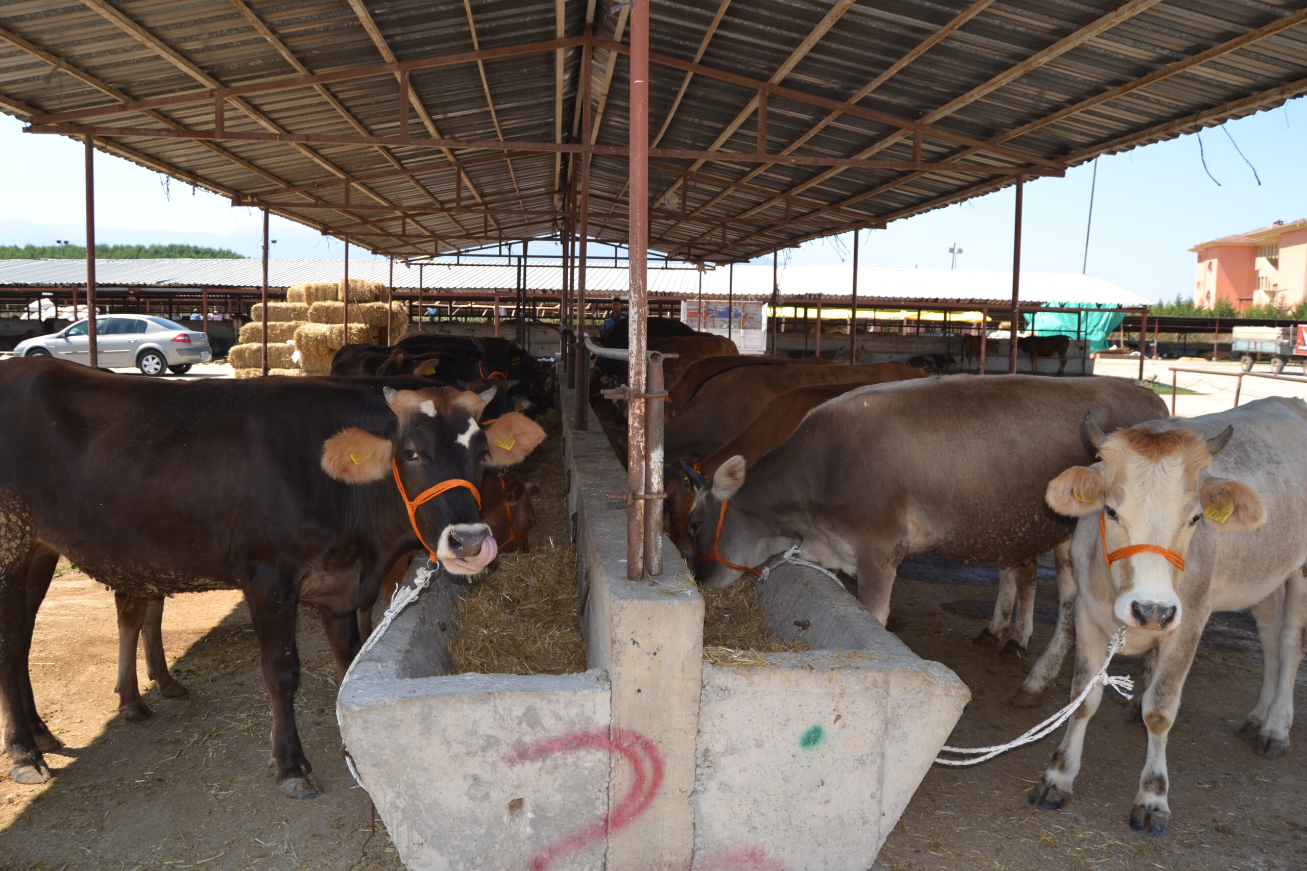 Kurbanlıklar %20-25 daha pahallı