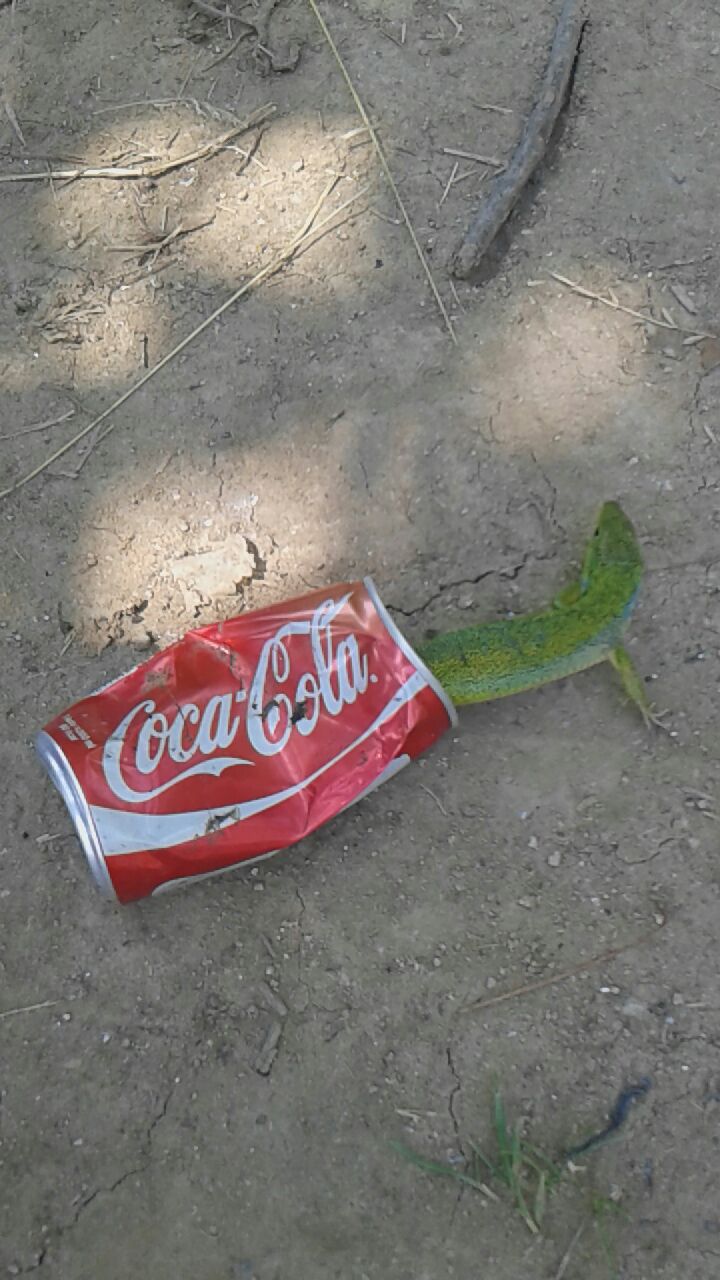 Çocuklar yetişkinlere ders verdi