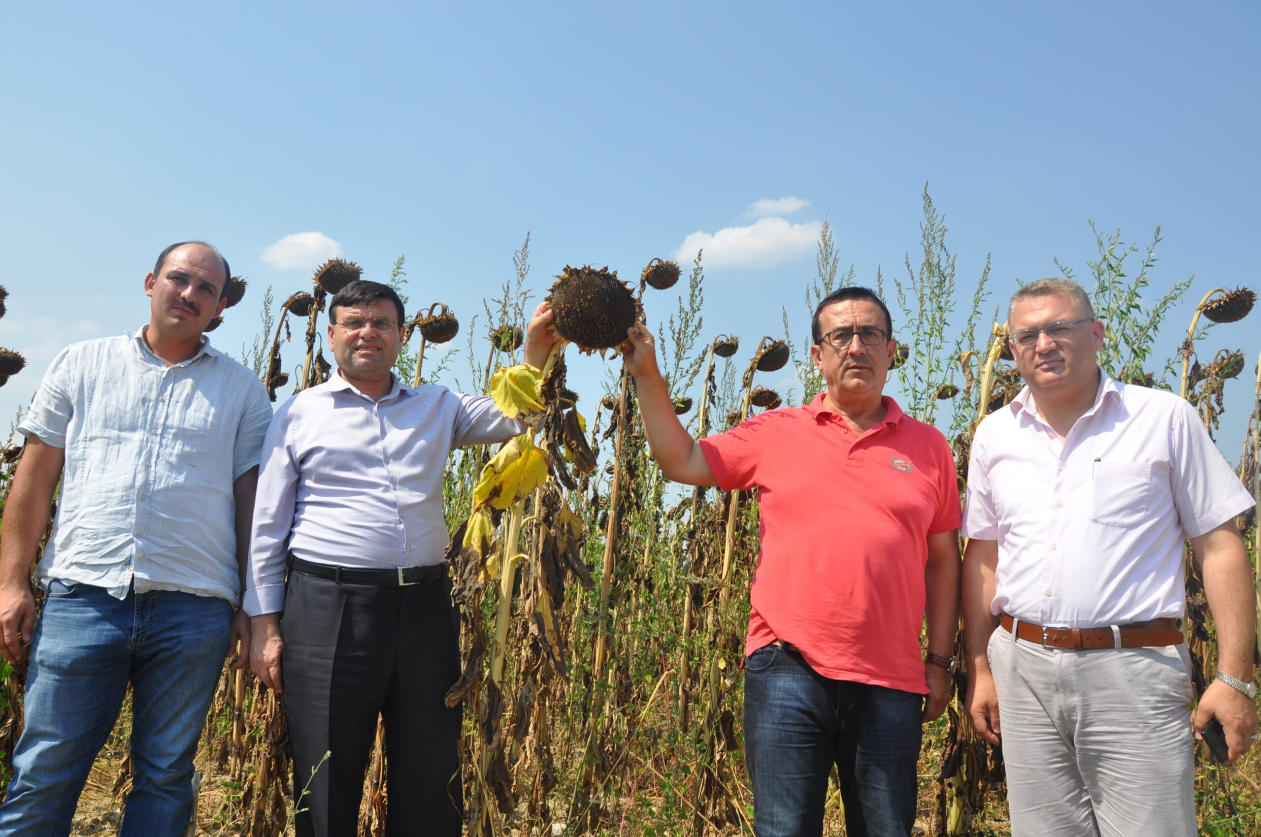 Ayçekirdeği hasadı başladı