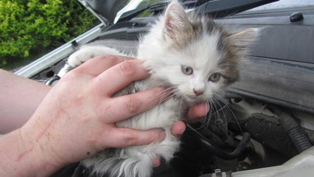 Yavru kedi içim seferber oldular