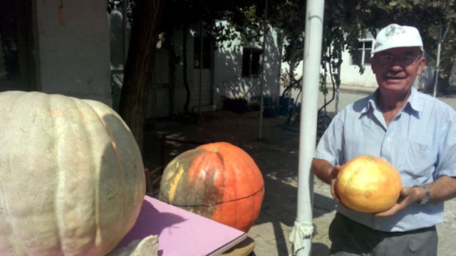 Bir römork domates fiyatına; bir kabak