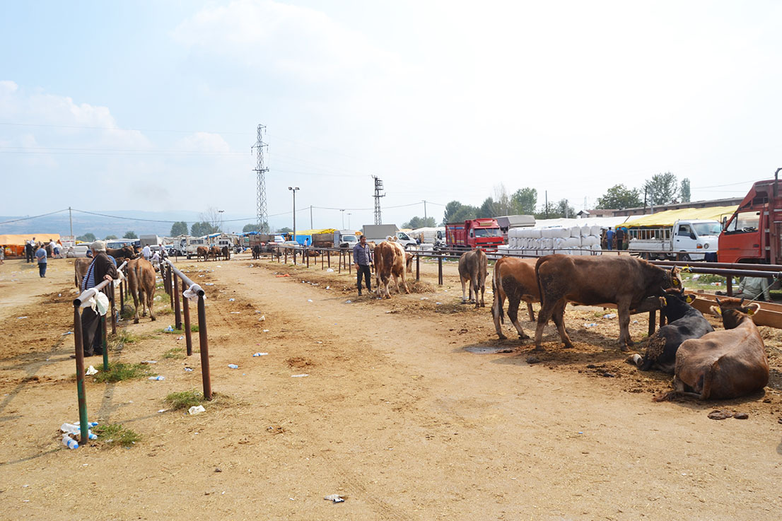 Kurbanlıklar pahalı ama rağbet gördü