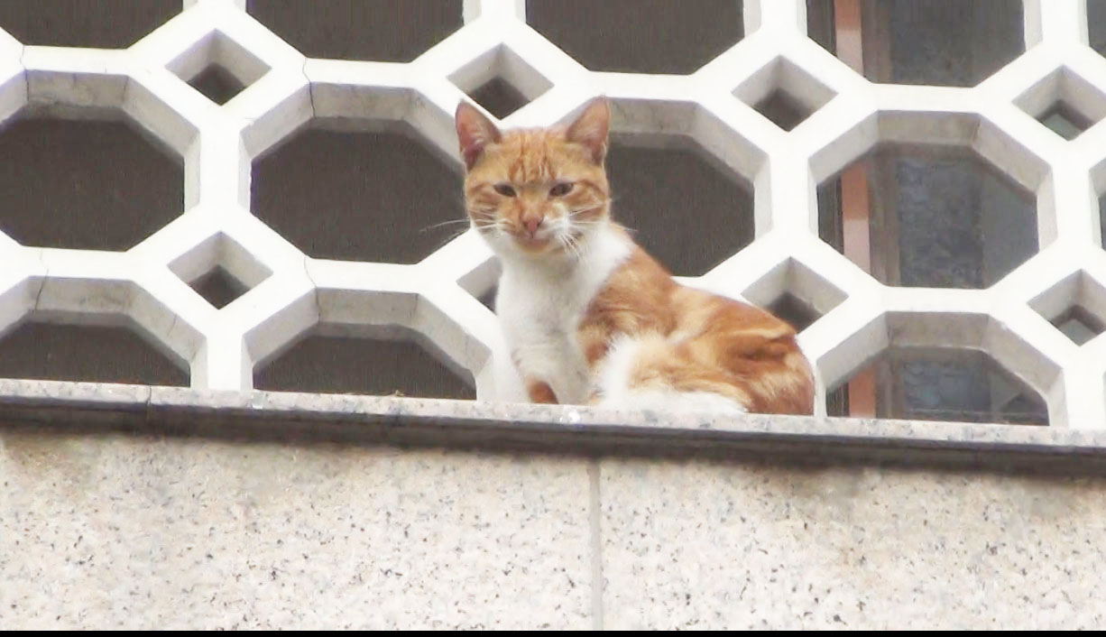 Kedi kurtarma operasyonu