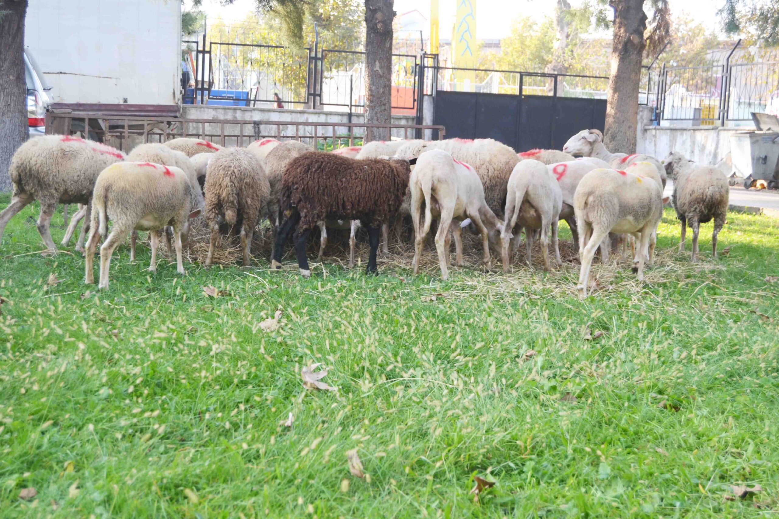 11 Çiftçiye 55 koyun