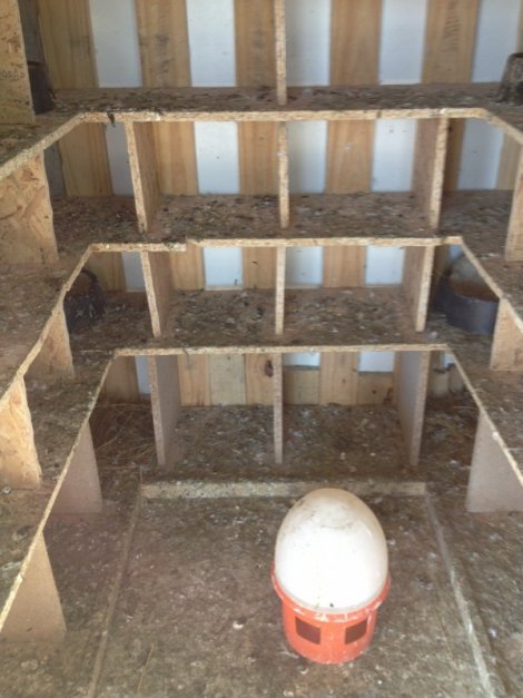 Kafesteki kuşlar çalındı