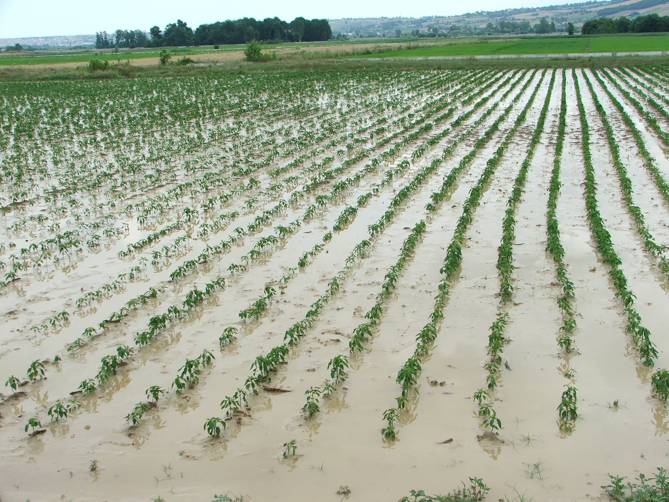 Çiftçi borçları 1 ertelendi
