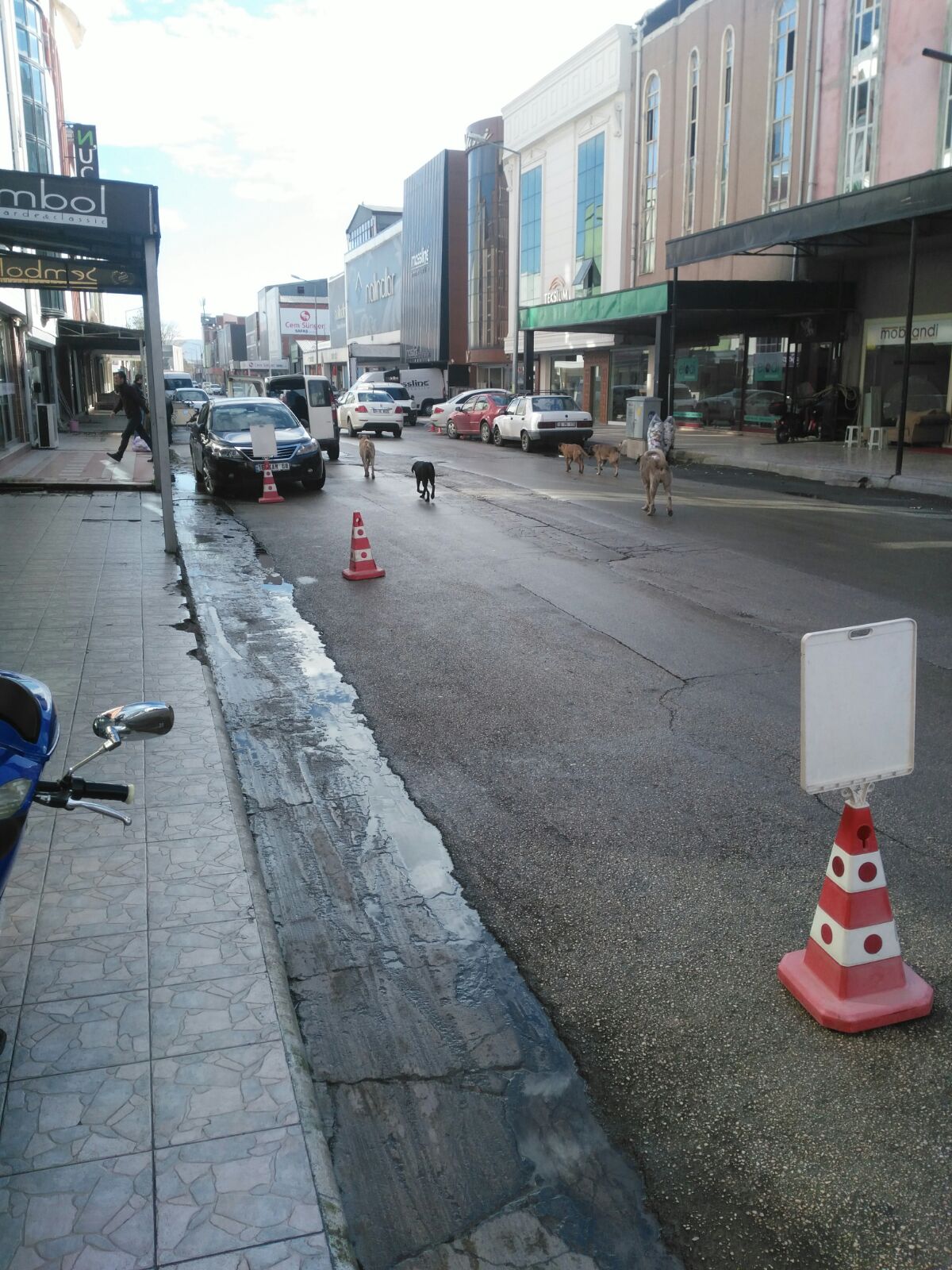 Toplu gezinen köpekler korkutuyor