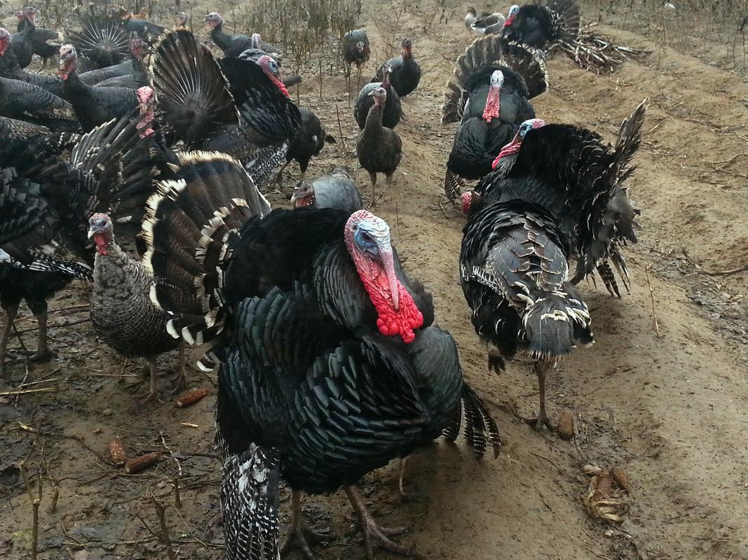 Akhisar’da hindiler çalındı