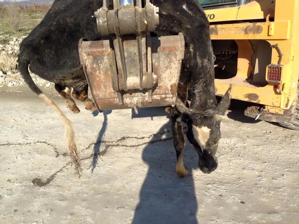 Büyükbaş hayvan telef oldu