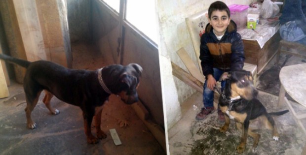 Köpeği bulana ödül verilecek