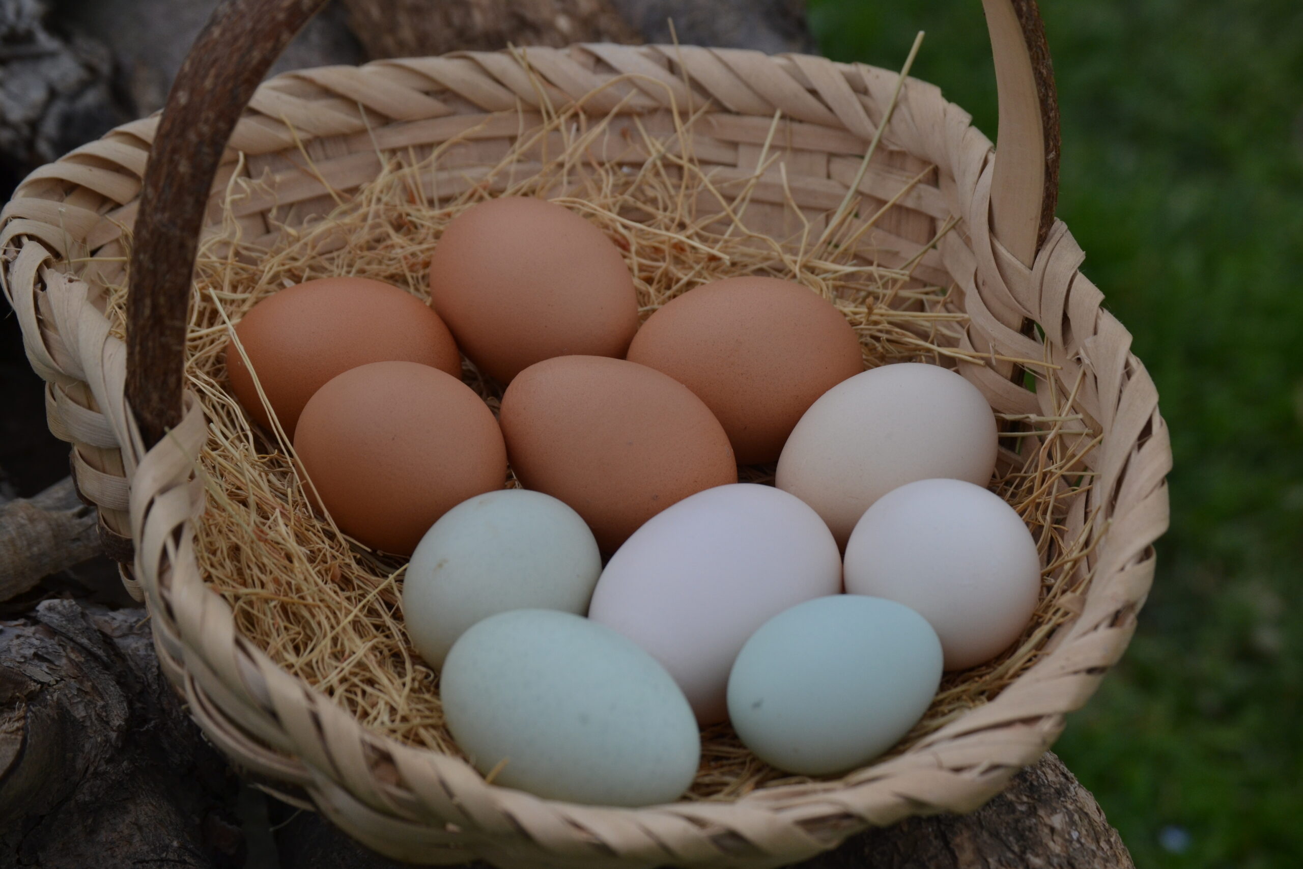 Bu yumurta çok başka