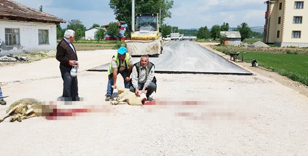 Yol asfaltlanınca kurban kestiler