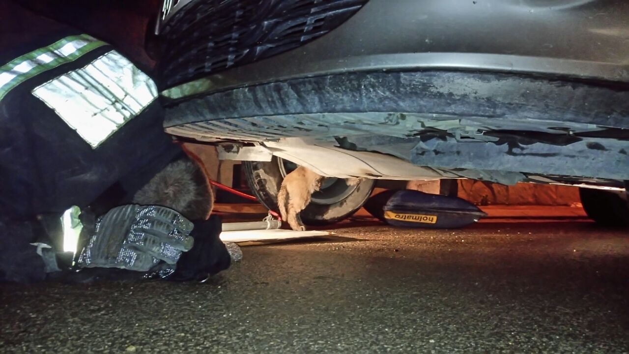 Köpek kurtarma operasyonu