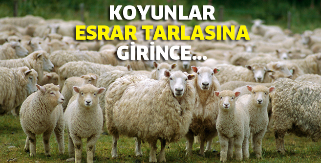 Gücümüz Düşmana Yetecektir