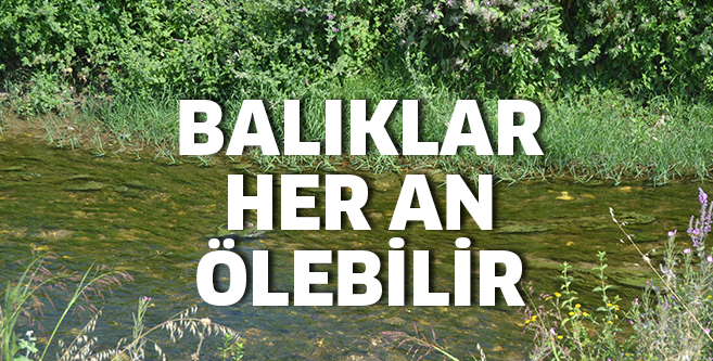 Doğal yaşamları tehlikede