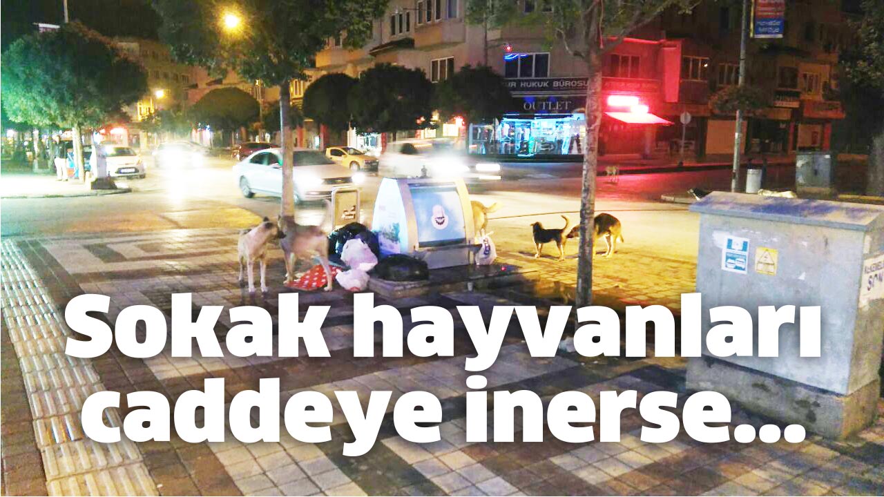Sokak hayvanları caddeye inerse…