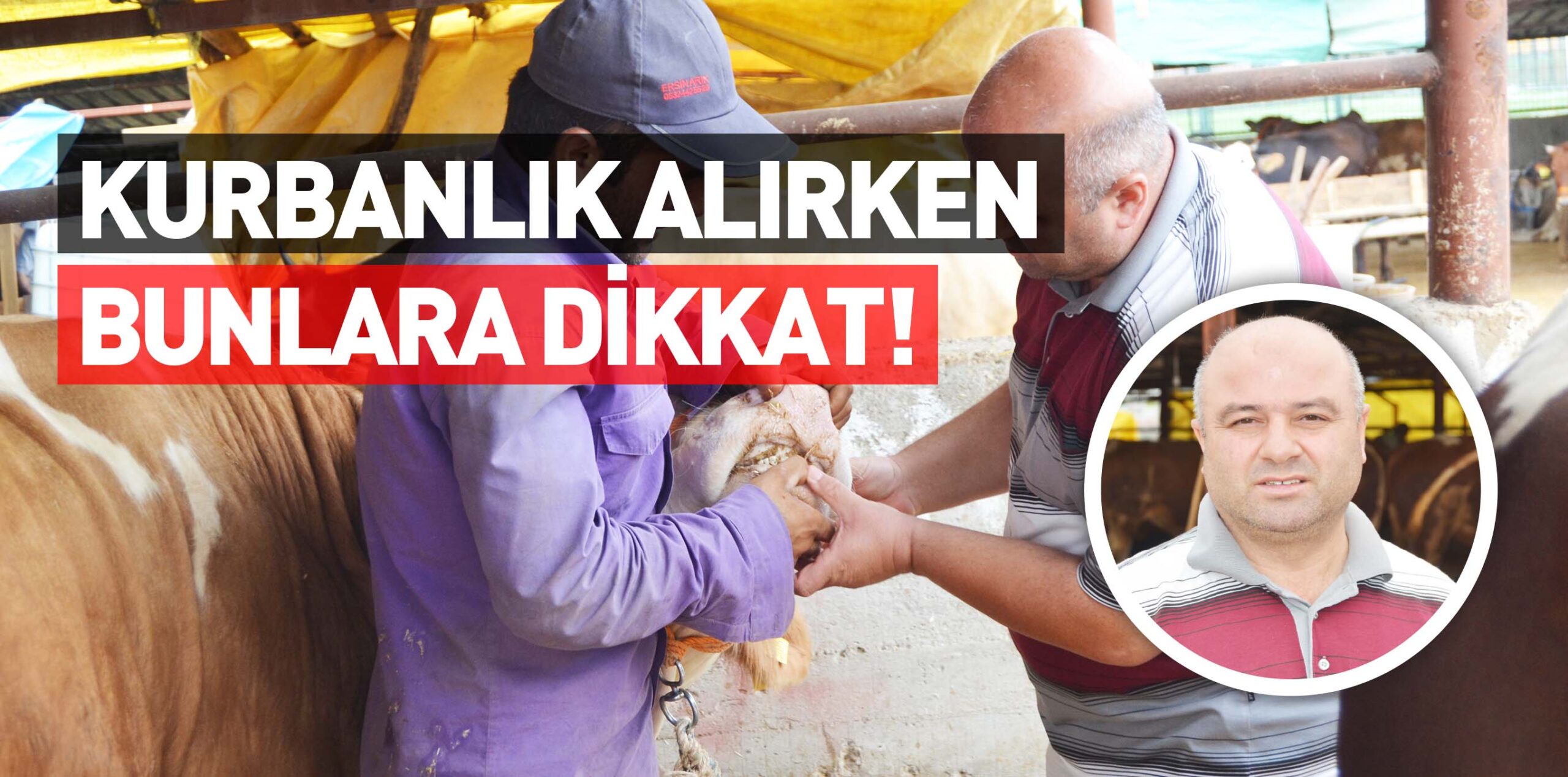 KURBANLIK ALIRKEN BUNLARA DİKKAT!
