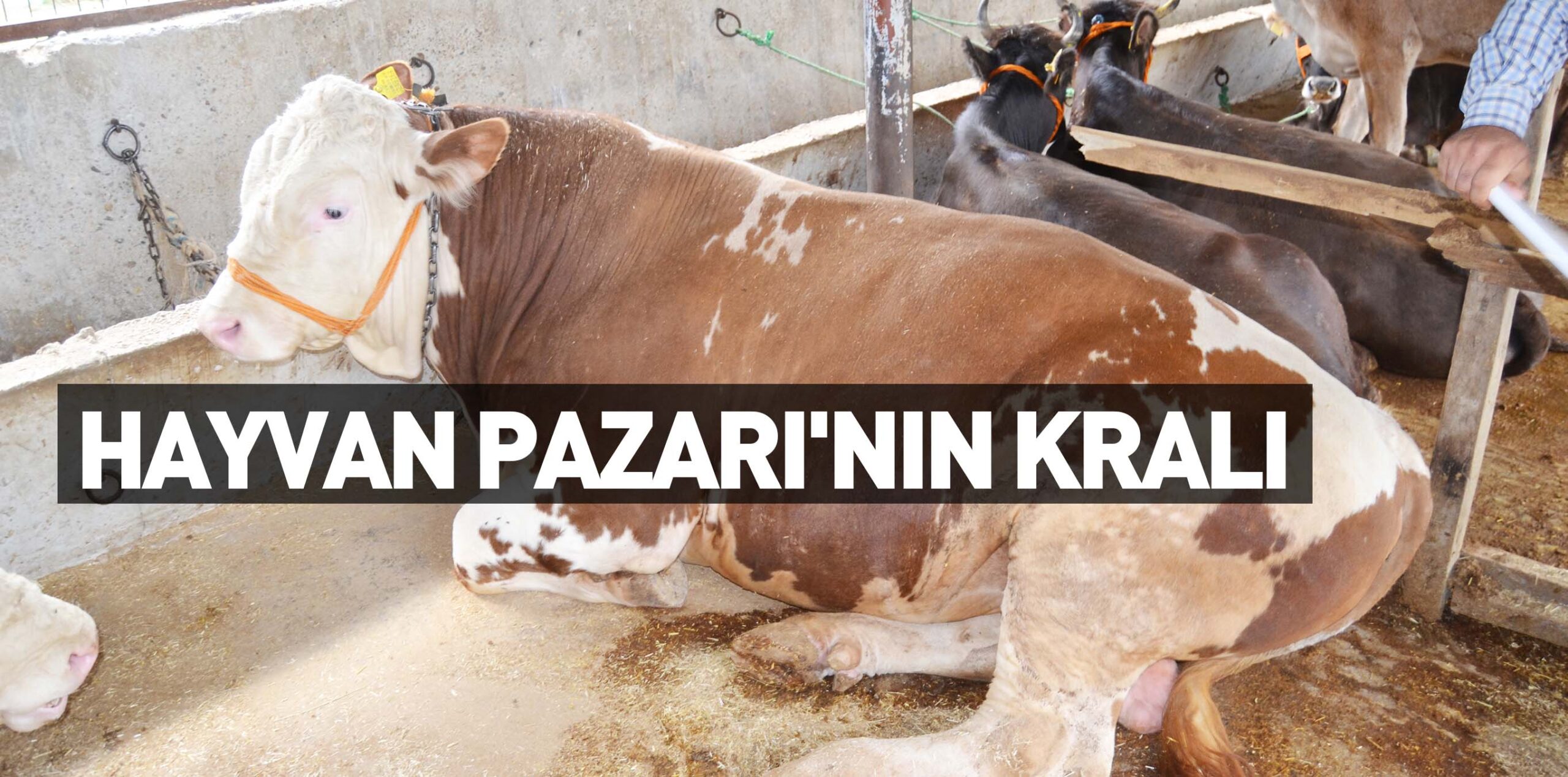 HAYVAN PAZARI’NIN KRALI