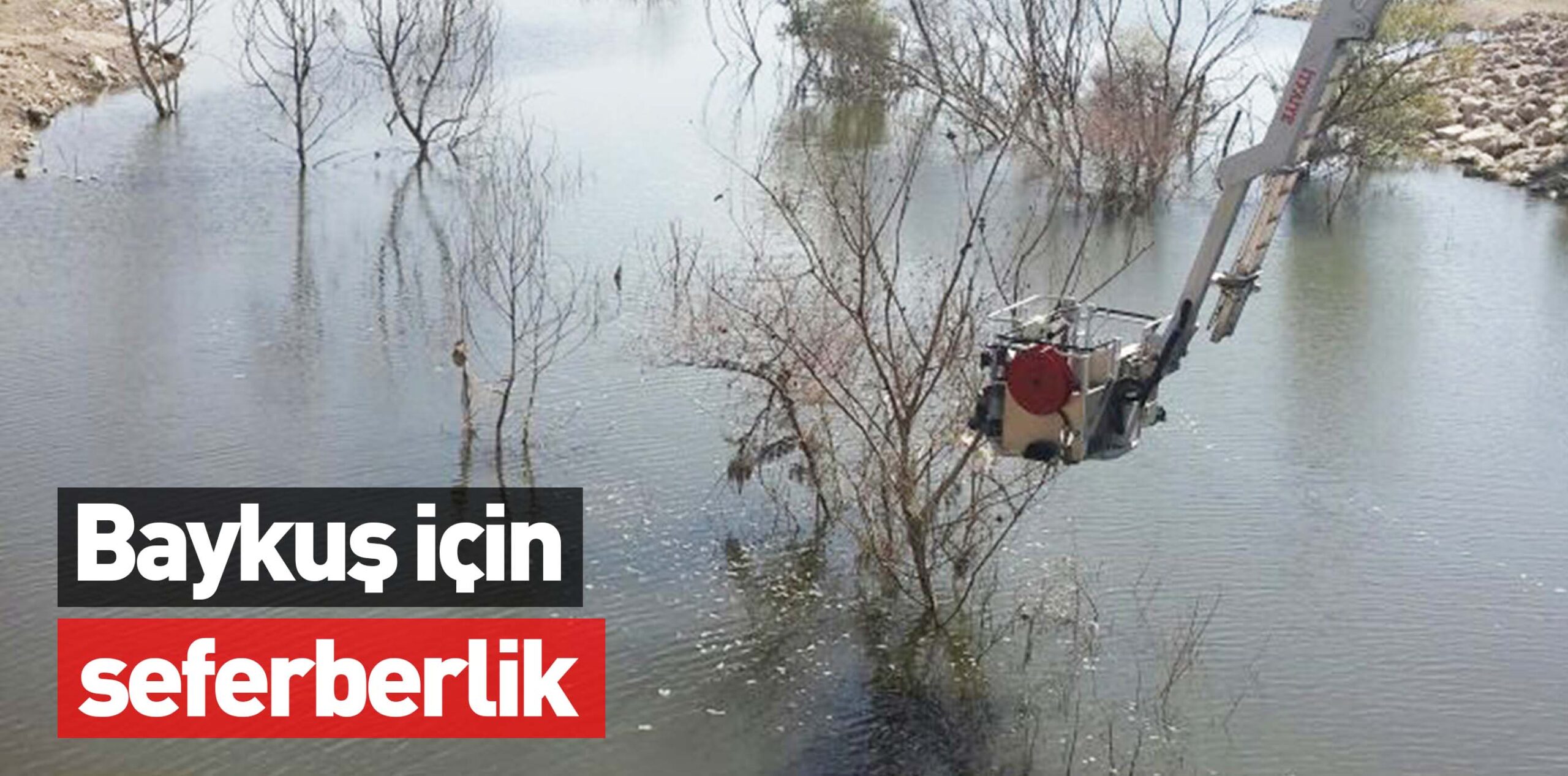 Baykuş için seferberlik