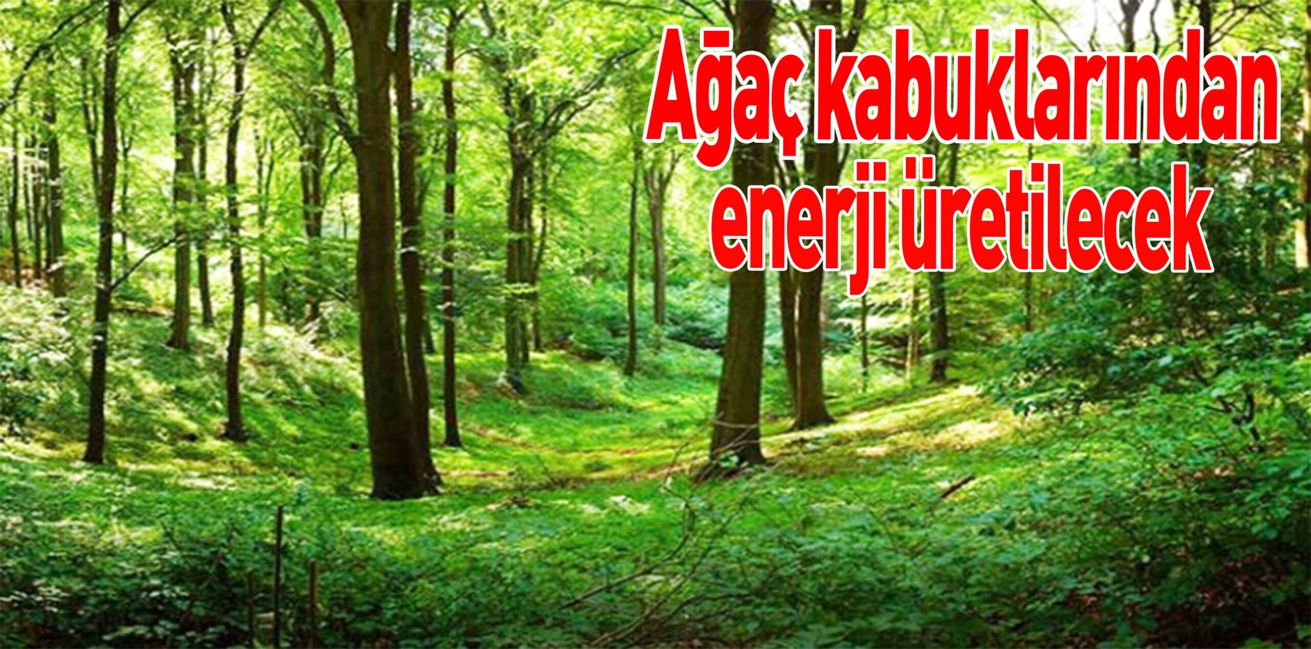 Ağaç kabuklarından enerji üretilecek