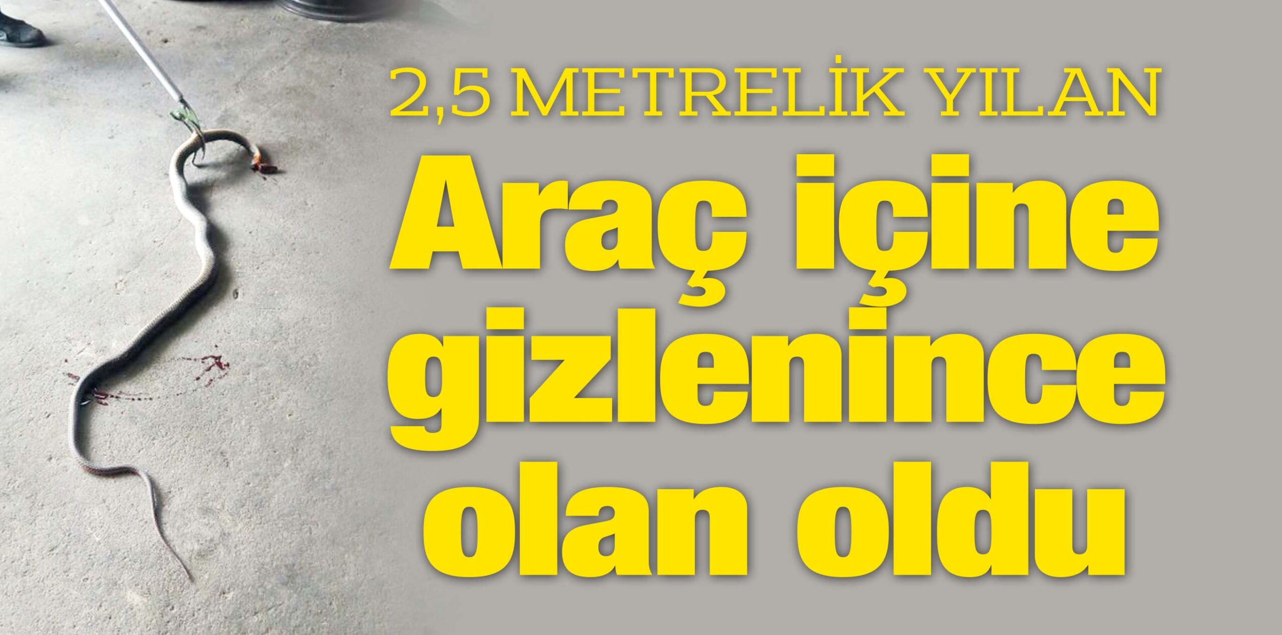 2,5 METRELİK YILAN  Araç içine gizlenince olan oldu