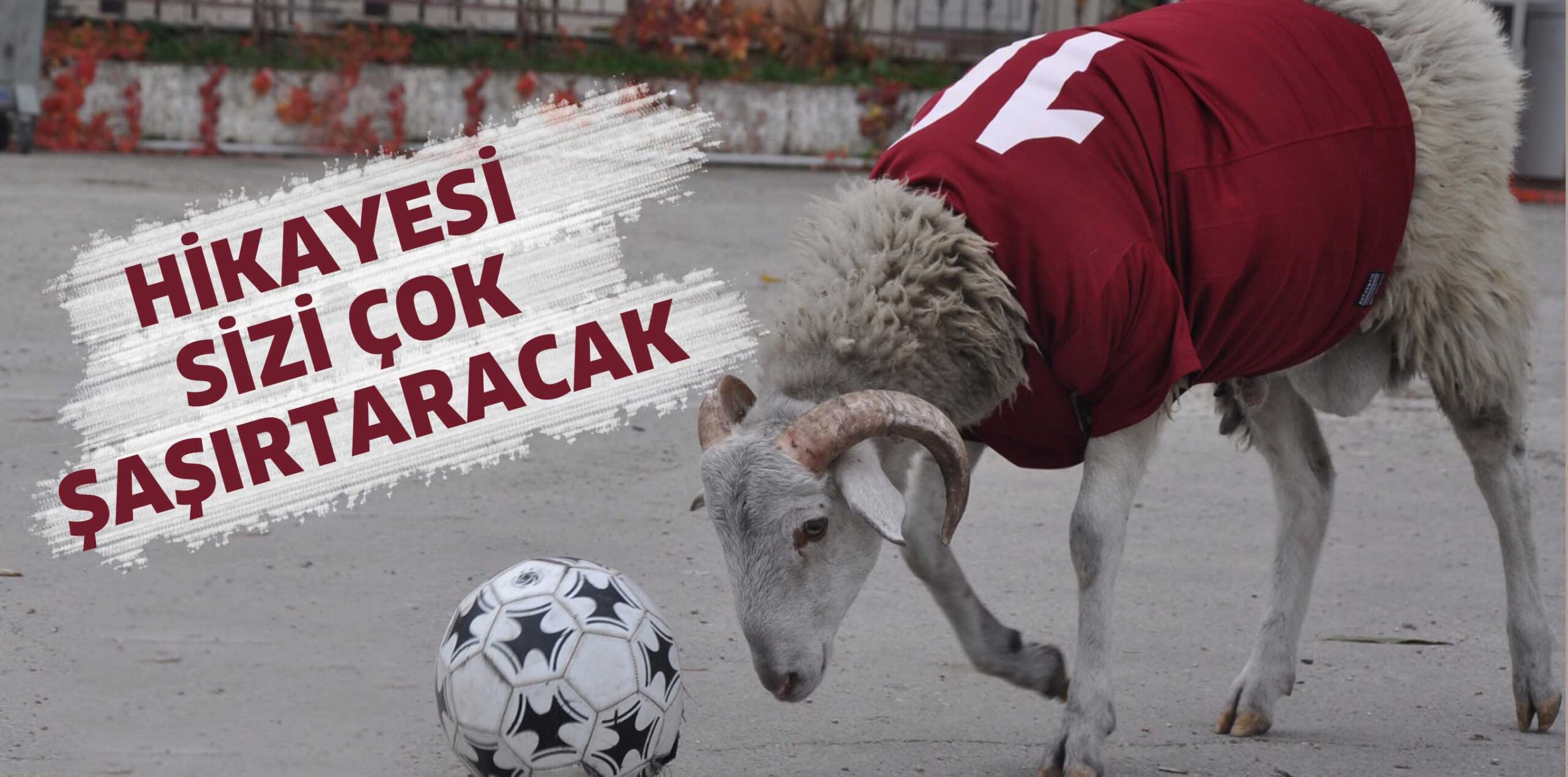 KURBAN İÇİN ALDI SONRA DOST OLDU