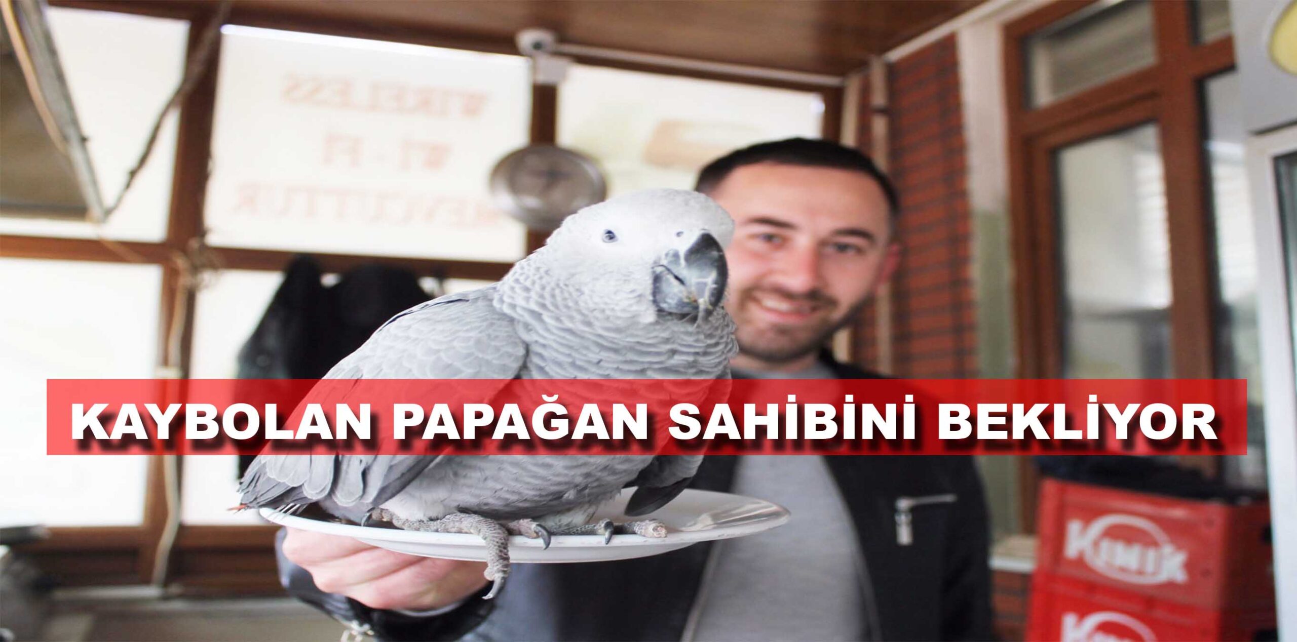 KAYBOLAN PAPAĞAN SAHİBİNİ BEKLİYOR