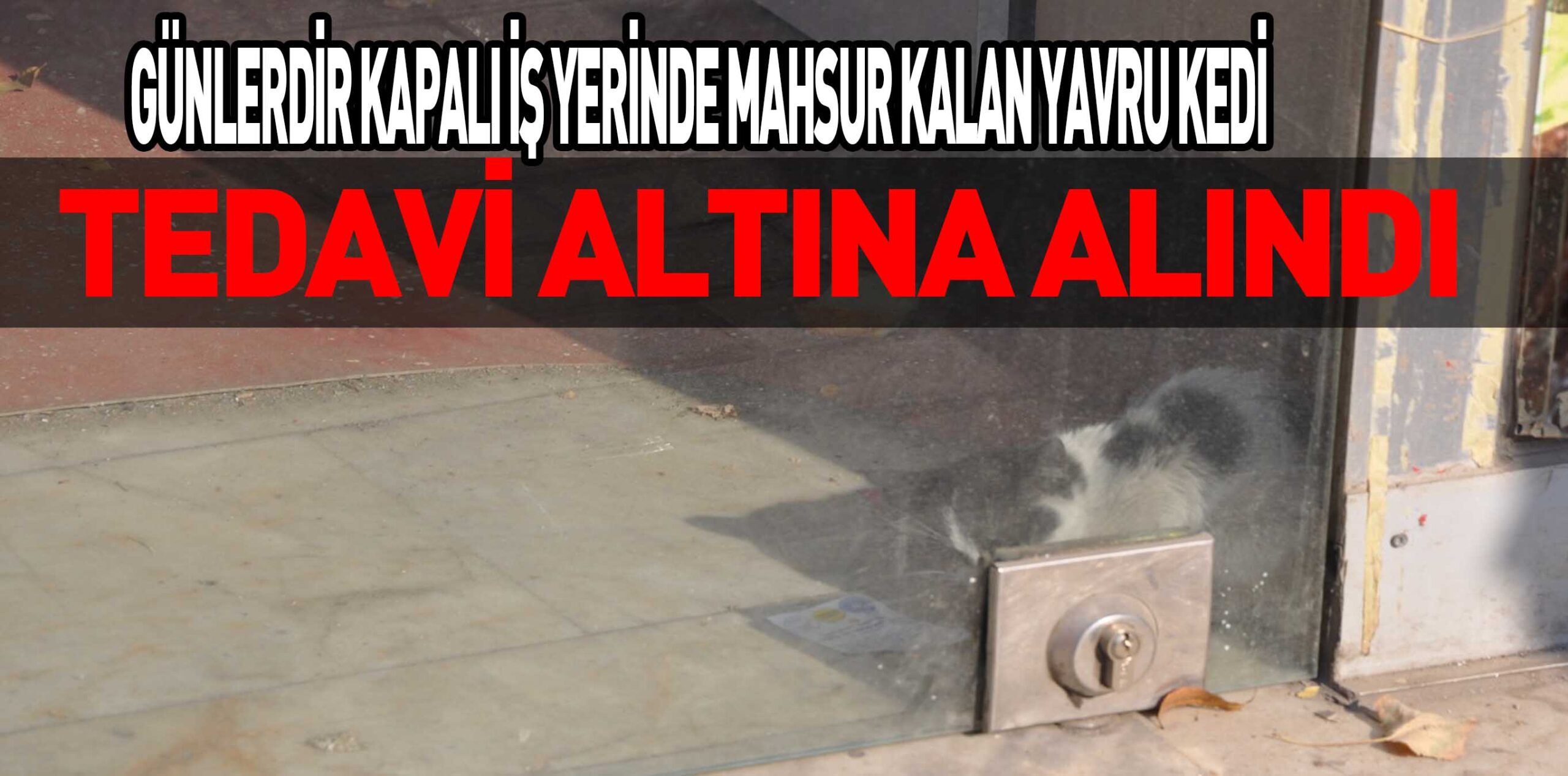 GÜNLERDİR KAPALI İŞ YERİNDE MAHSUR KALAN YAVRU KEDİ TEDAVİ ALTINA ALINDI
