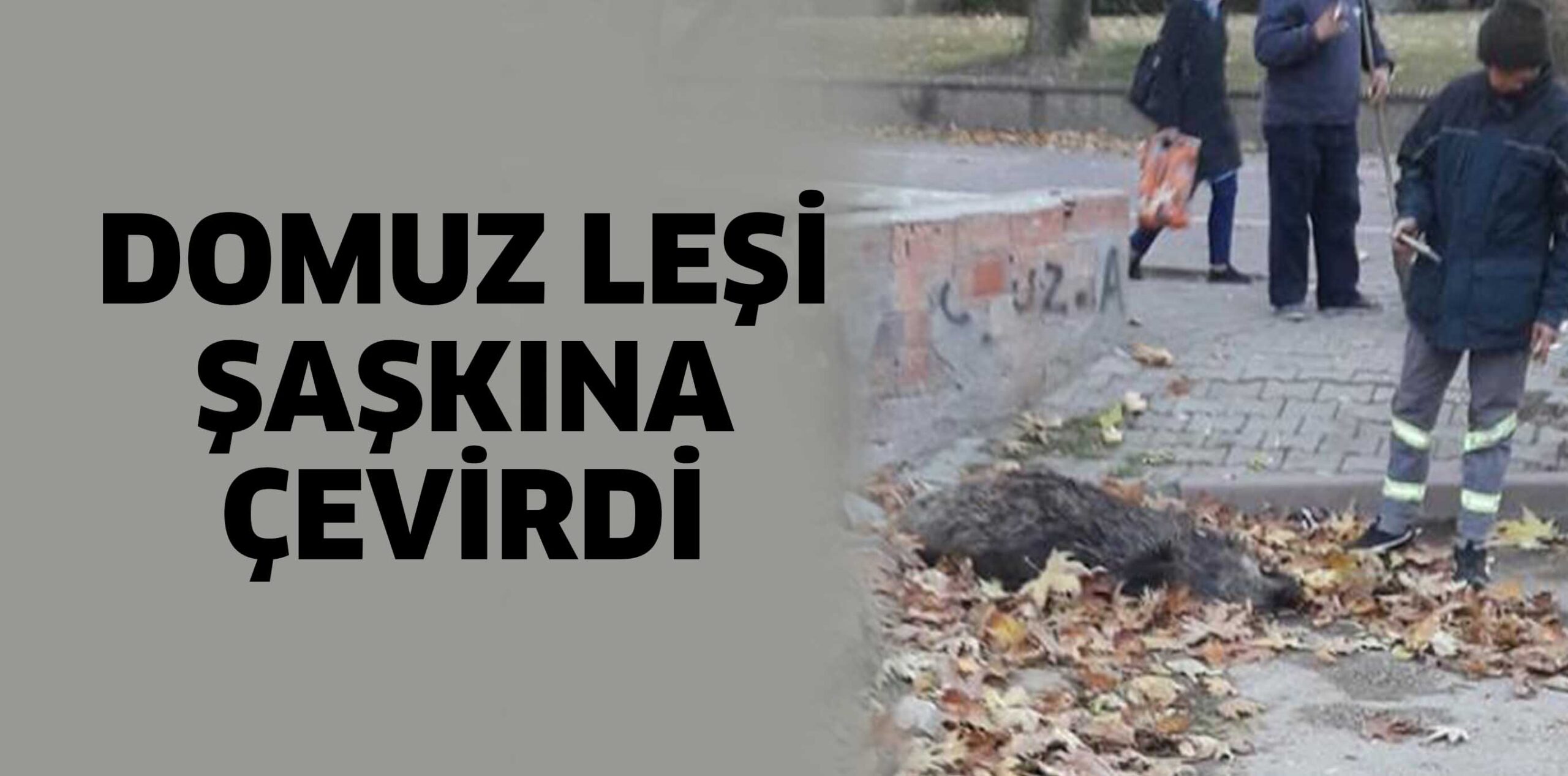 DOMUZ LEŞİ ŞAŞKINA ÇEVİRDİ