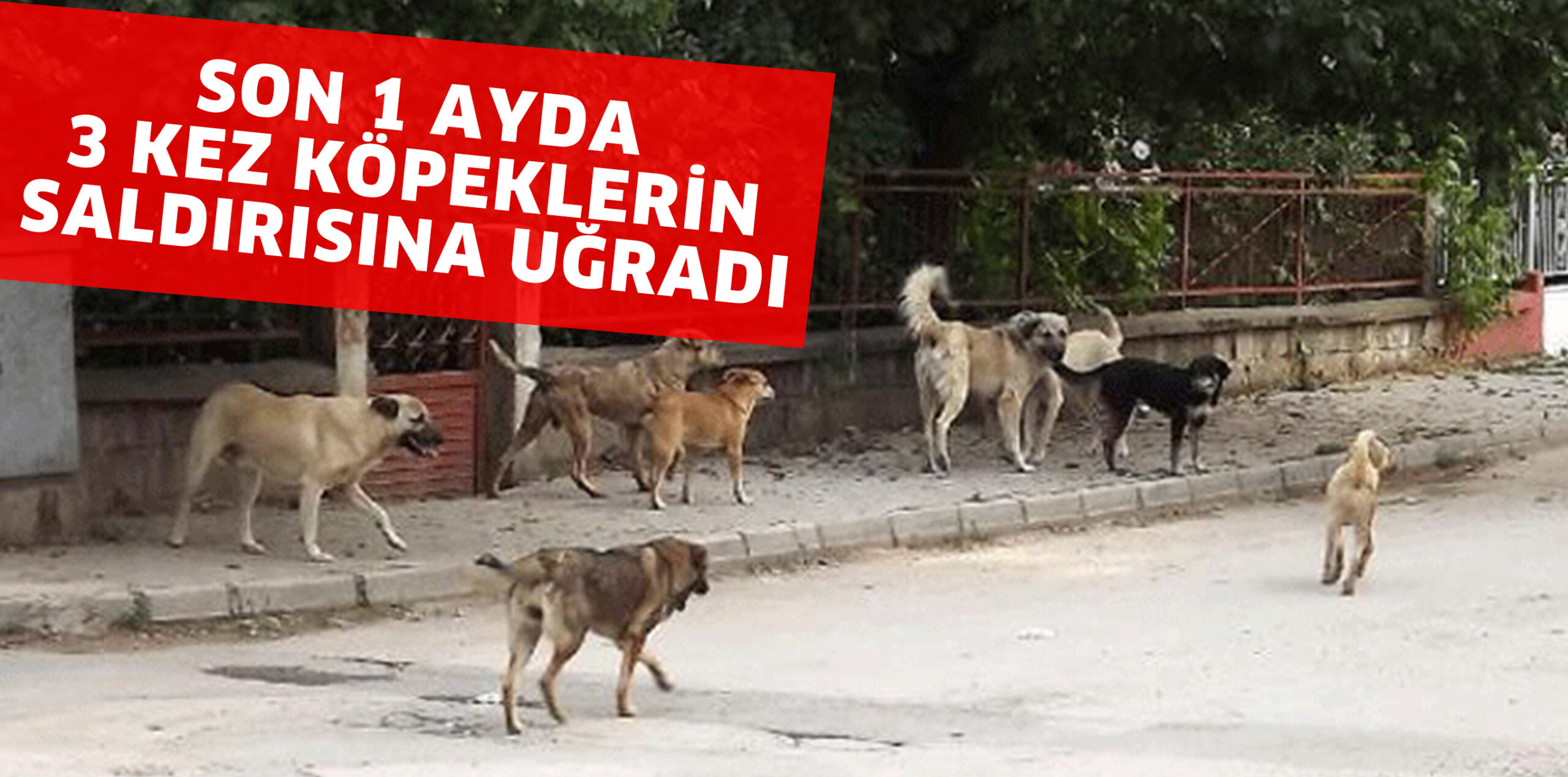 SON 1 AYDA 3 KEZ KÖPEKLER SALDIRDI