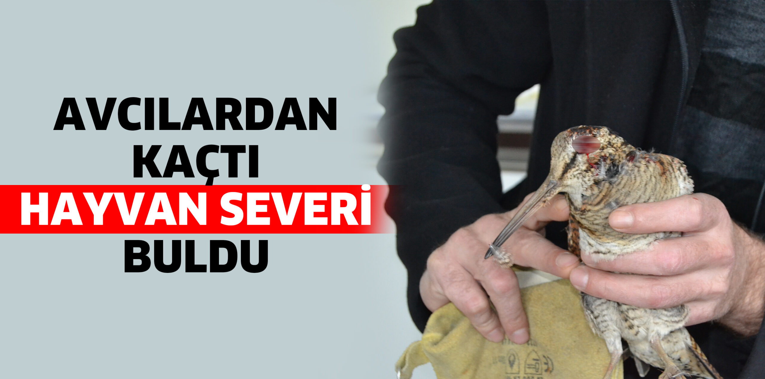 AVCILARDAN KAÇTI HAYVANSEVERİ BULDU