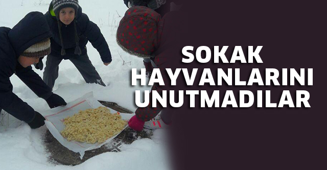 AKŞEMSETTİN’Lİ ÖĞRENCİLER SOKAK HAYVANLARINI UNUTMADI