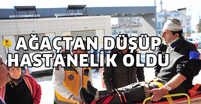 AĞAÇTAN DÜŞÜP HASTANELİK OLDU