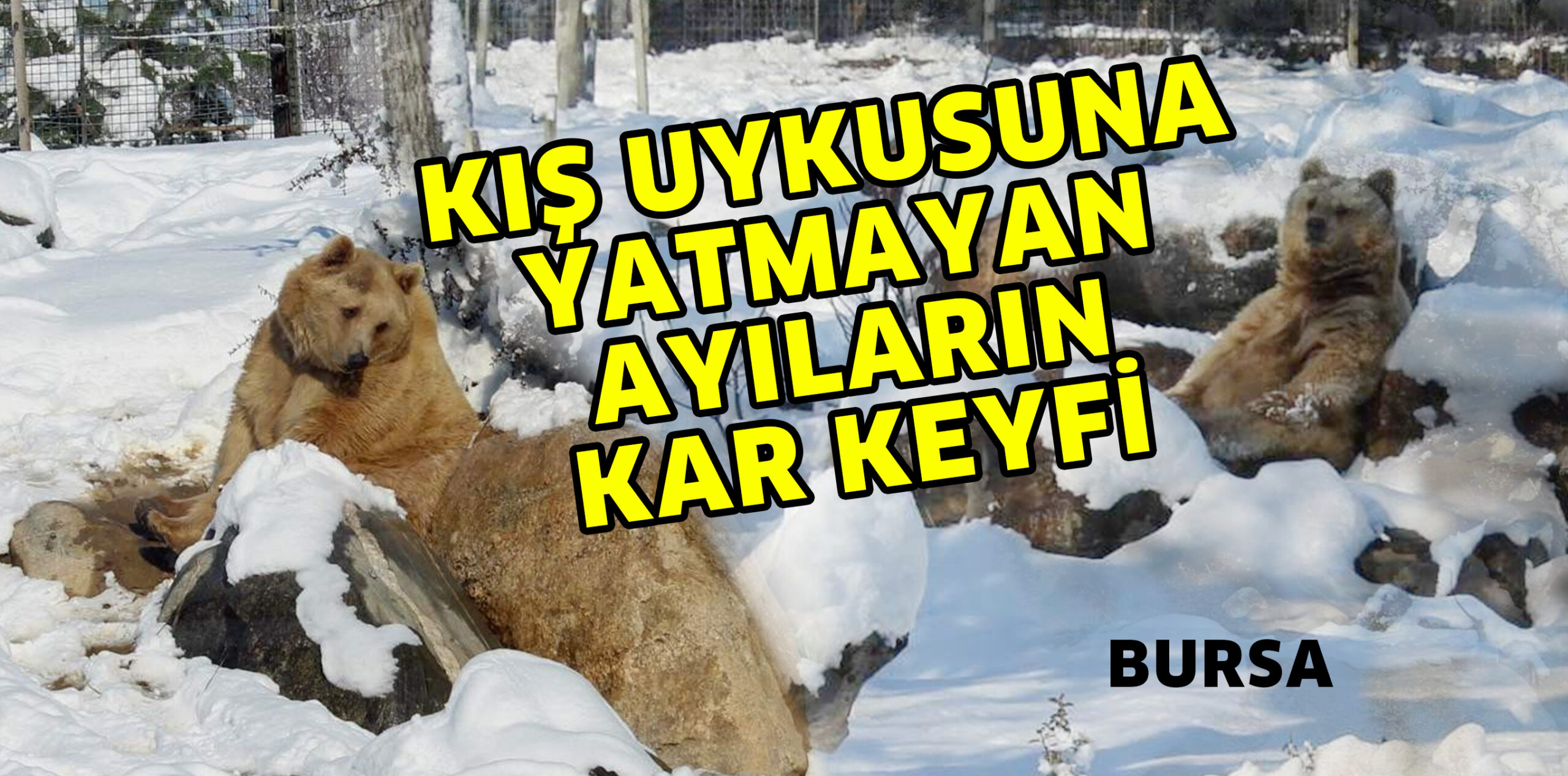 KIŞ UYKUSUNA YATMAYAN AYILARIN KAR KEYFİ