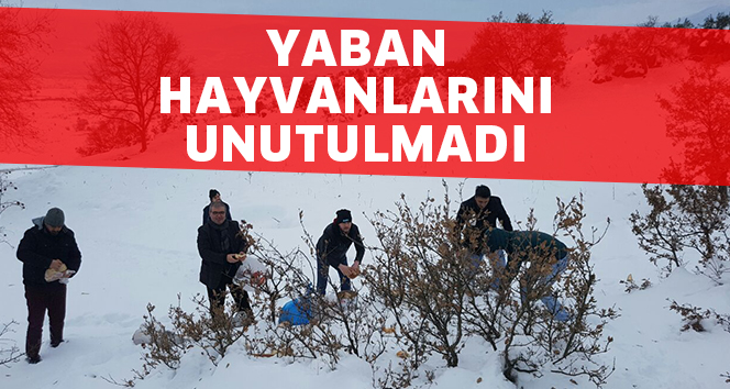 YABAN HAYVANLARINI UNUTMADI