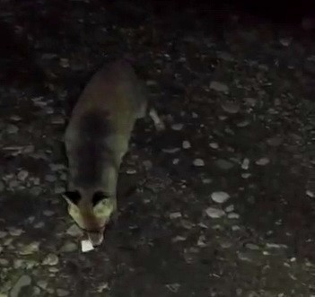 Aç Kalan Tilki İlçe Merkezine İndi