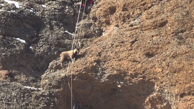 Afaddan Keçi Kurtarma Operasyonu