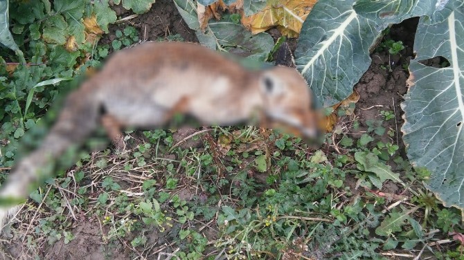 Bafrada 1 Haftada 9 Köpek, 1 Tilki Ölüsüne Rastlandı