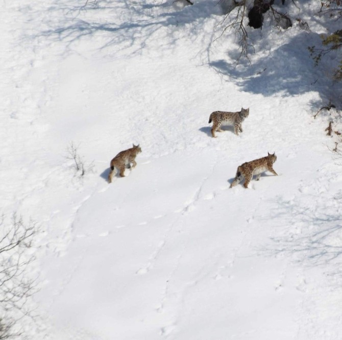 Bayburtta Vaşak Görüntülendi
