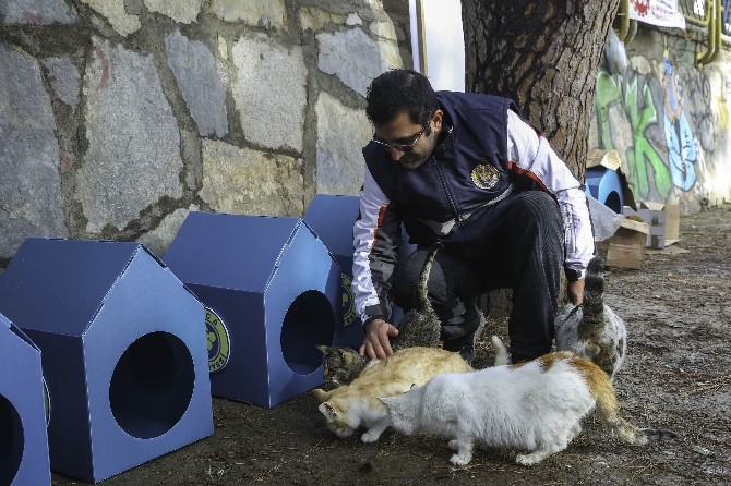 Buca Belediyesinden 80 Yeni Kedi Evi