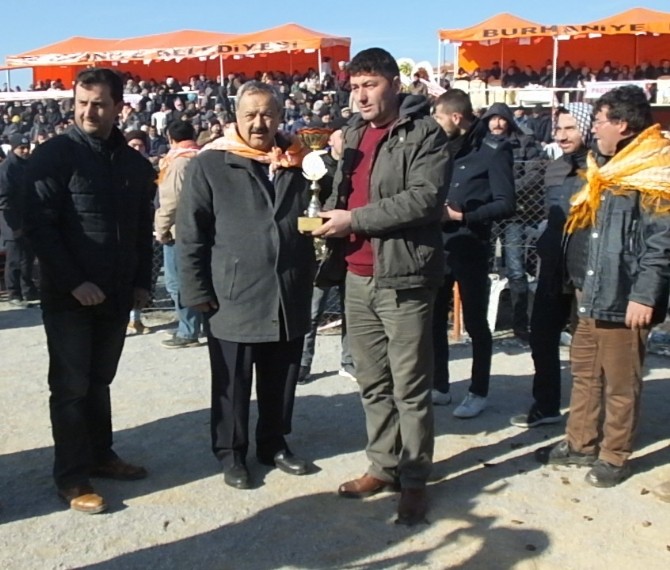 Burhaniyede Deve Güreşlerini 10 Bin Kişi İzledi