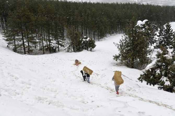 Büyükşehir Belediyesi, Yaban Hayvanları İçin Doğaya Yem Bıraktı