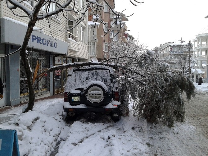 Çam Ağacı Aracın Üzerine Devrildi
