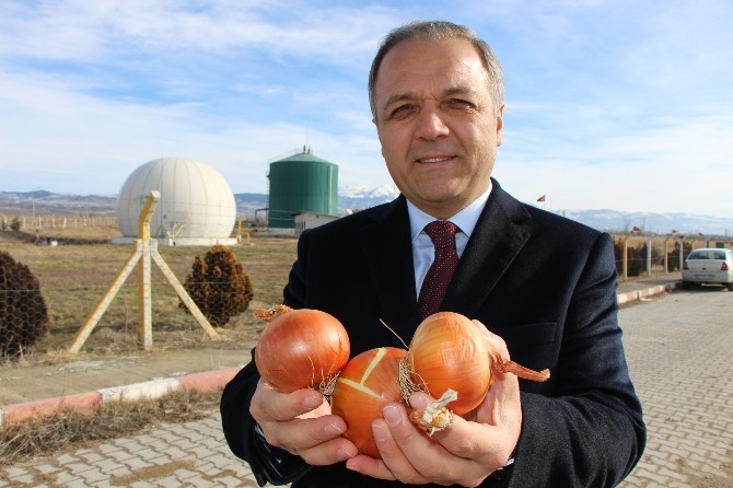 Çürüyen ‘Kırmızı Altın Elektriğe Dönüşecek