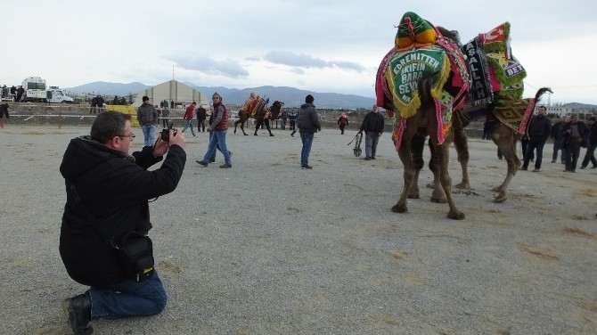 Deve Güreşini Fotoğraflamak İçin Çanakkaleden Geldi