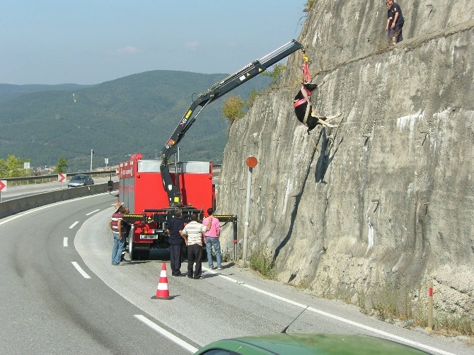 Düzce İtfaiyesi 2016 Yılında 91 Hayvan Kurtardı