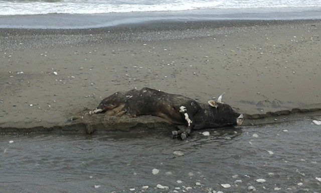 Düzcede Telef Olmuş 7 İnek Sahile Vurdu