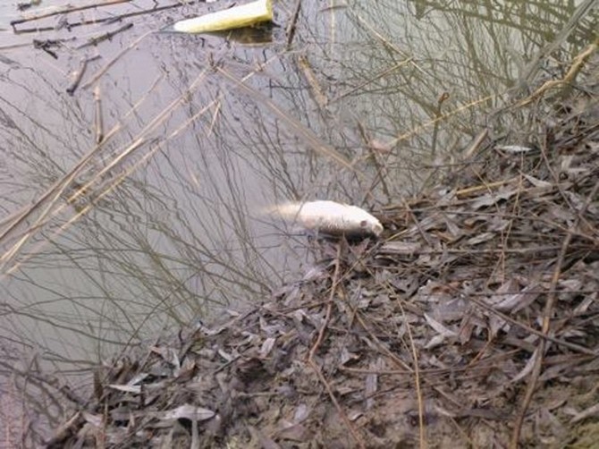 Eskişehirde Toplu Balık Ölümleri